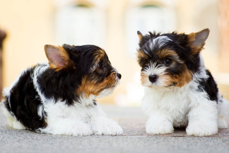 Yorkshire Terrier